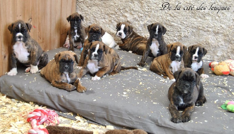 de la cité des Leuques - Boxer - Portée née le 10/07/2015