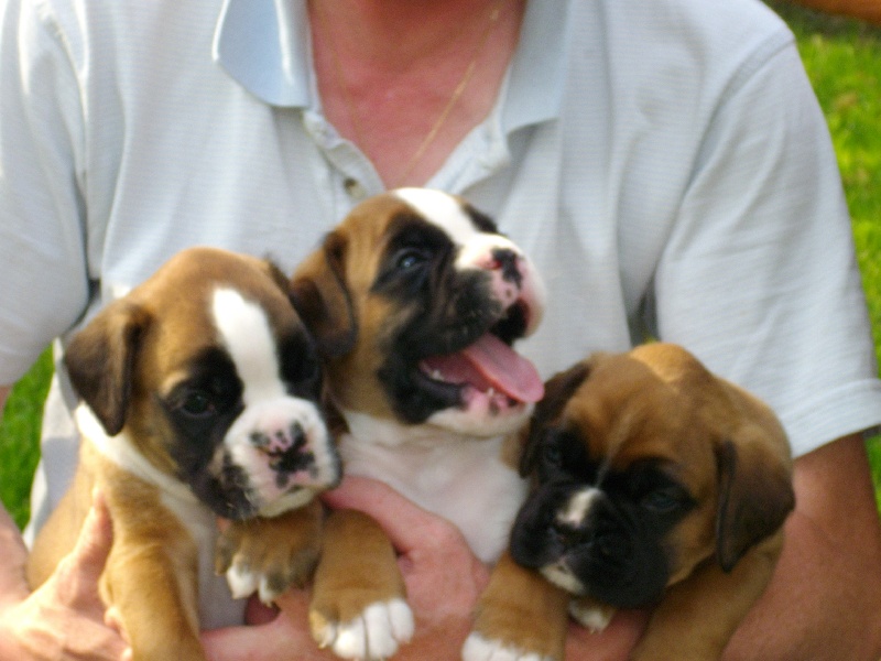 de la cité des Leuques - Boxer - Portée née le 29/07/2008